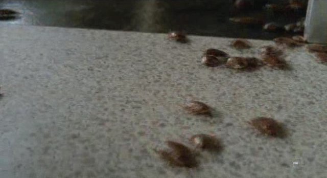 Fringe-S3x13-Lots of bugs