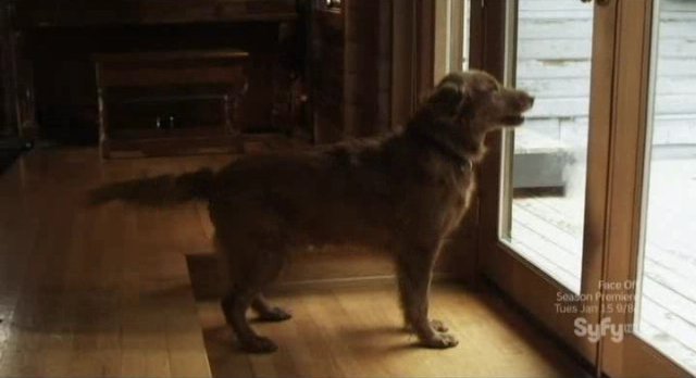 12 Disasters of Christmas - Sheeba the Dog alerts the humans