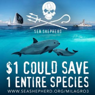 Click to visit and follow Sea Shepherd on Twitter!