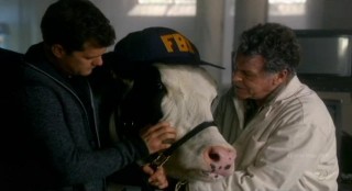 Fringe S4x17 - Gene the Cow gets an FBI cap too