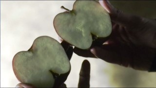 A sterile seedless apple