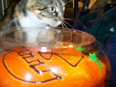 Click to visit and follow Adria the Cat for Halloween Cake on Twitter!