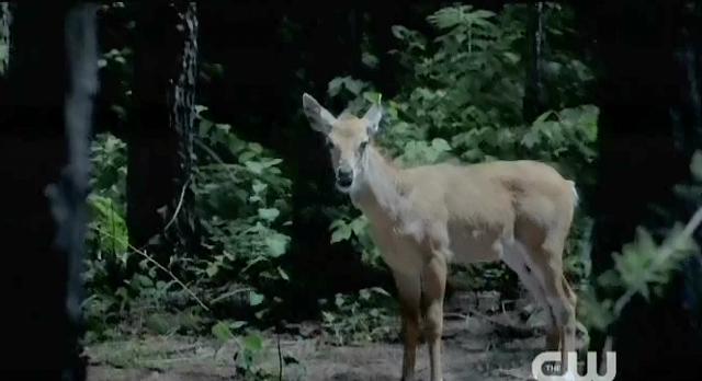 The Vampire Diaries S4 x 2 Deer Elena was hunting